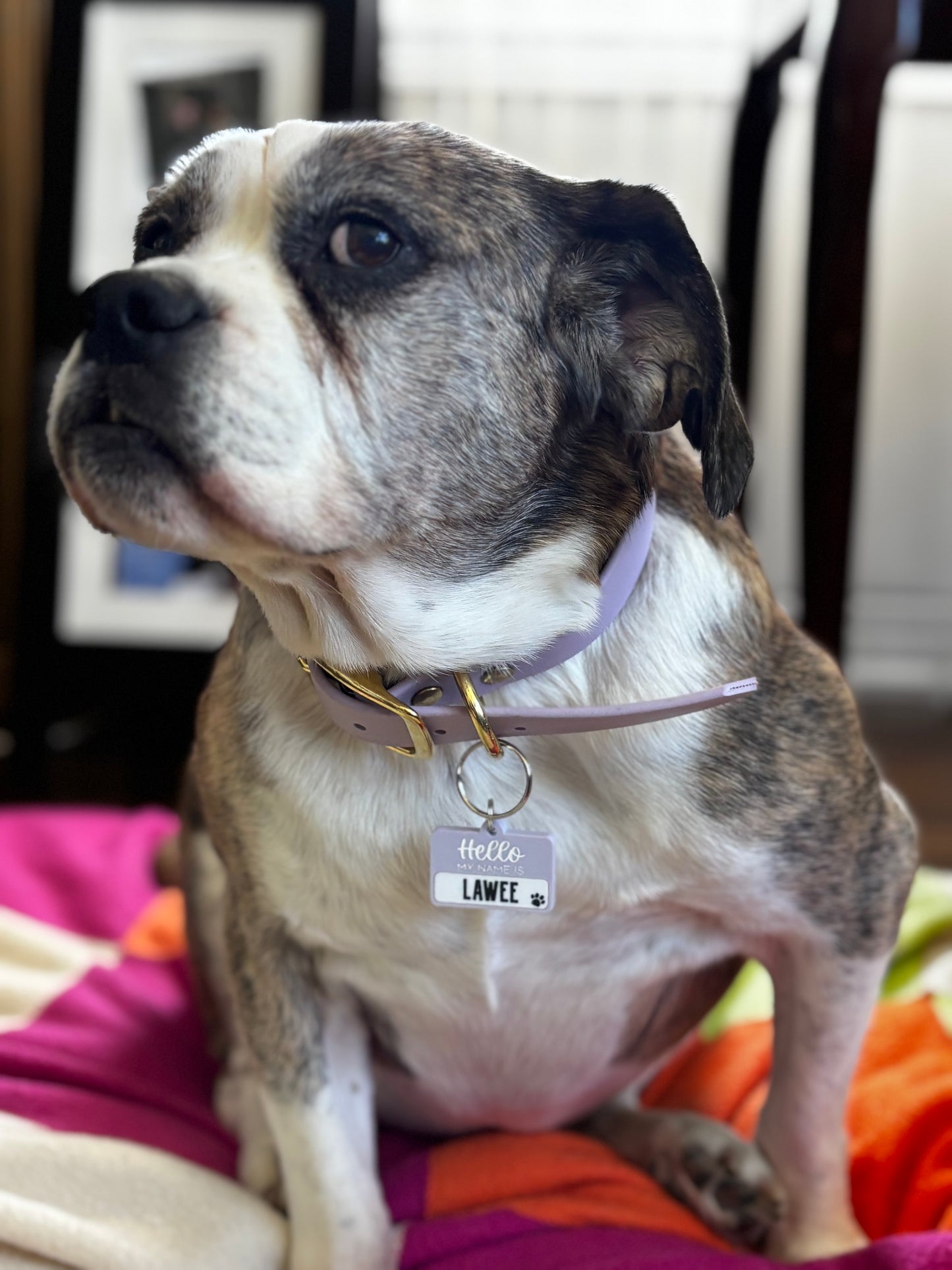 Pet ID Tags - "Hello My Name Is"